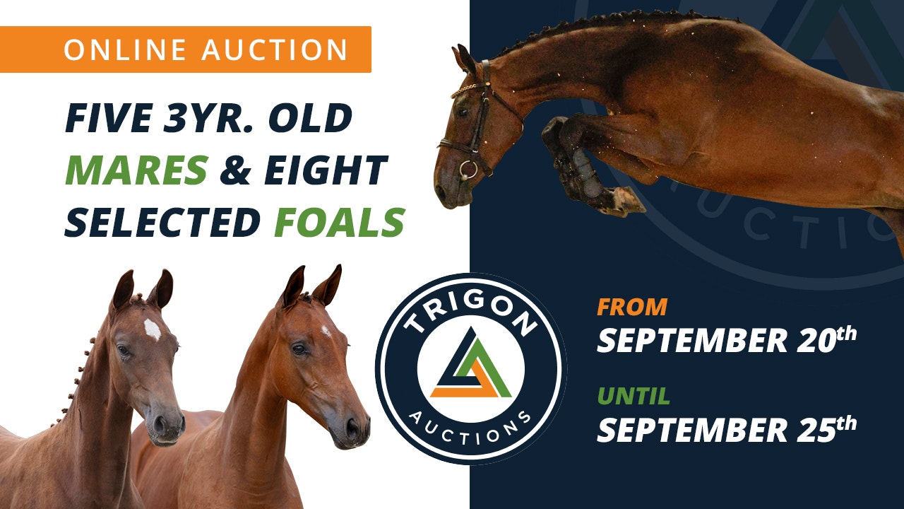 1280x800 trigonauctions hippson
