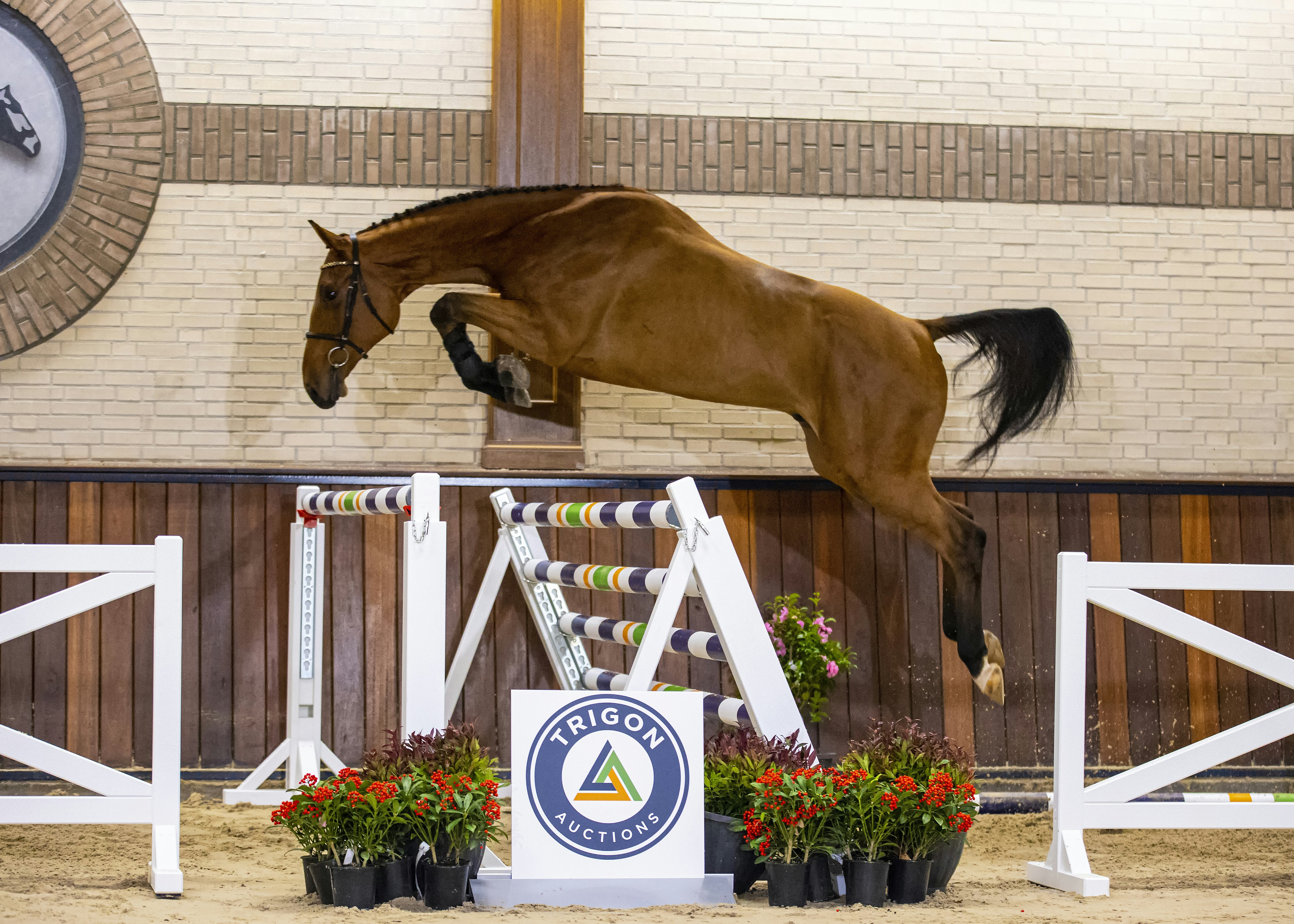 Macho Esprit VALK20 L158267
